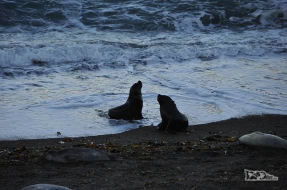 Lobos marinhos não parecem se preocupar com as orcas em praia da Península Valdés, no litoral da  patagônia argentina